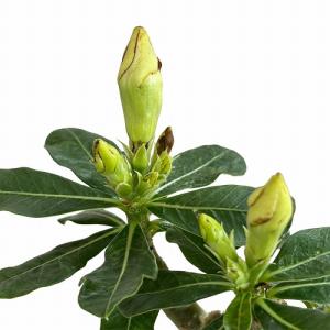 塊根植物 亀甲竜 4号 個体G コーデックス 亀甲竜 カッコイイ 亀 甲羅