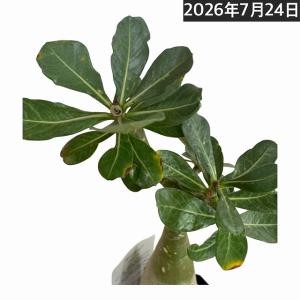 塊根植物 【個体K】アデニウム オベスム 天空の...の商品画像