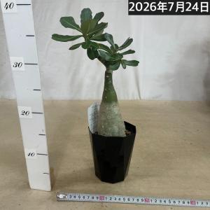 塊根植物 【個体K】アデニウム オベスム 天空...の詳細画像1
