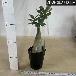 塊根植物 【個体K】アデニウム オベスム 天空...の詳細画像2