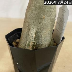 塊根植物 【個体K】アデニウム オベスム 天空...の詳細画像3