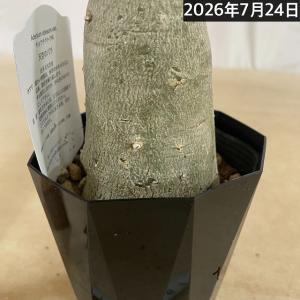 塊根植物 【個体K】アデニウム オベスム 天空...の詳細画像4