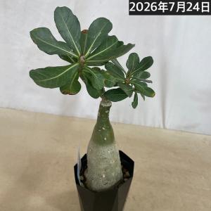 塊根植物 【個体K】アデニウム オベスム 天空...の詳細画像5