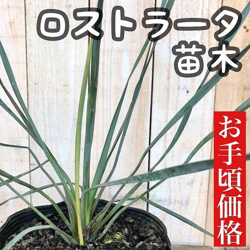 【訳あり特価】庭木　ユッカ ロストラータ 苗木 5号　造園 庭造り 花壇 鉢植え カッコいい 育てや...