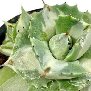 多肉植物　アガベ ポタトラム バリエガータ(王妃雷神錦 中斑) 仔吹きタイプ 3.5号ポット(個体おまかせ1鉢)　インテリア ドライガーデン おしゃれ かっこいい