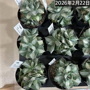 多肉植物 アガベ ポタトラム バリエガータ(王...の詳細画像3