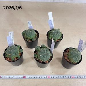 多肉植物 ユーフォルビア(ユーホルビア) オベ...の詳細画像3