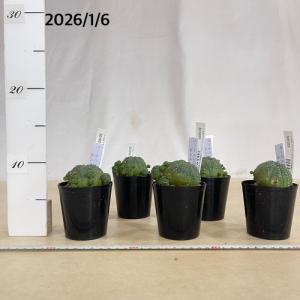 多肉植物 ユーフォルビア(ユーホルビア) オベ...の詳細画像2