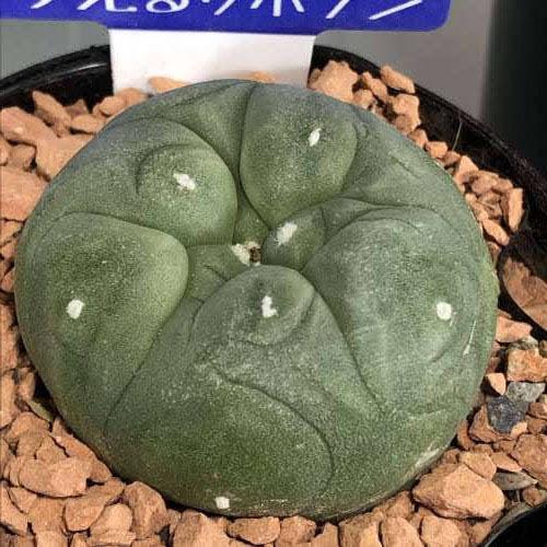 ロフォフォラ(ロホホラ) 烏羽玉 2.5号サボテン 多肉植物 インテリア 乾燥に強い カワイイ