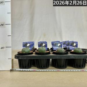 ロフォフォラ(ロホホラ) 烏羽玉 2.5号サボ...の詳細画像3