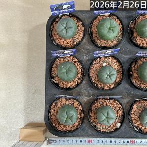 ロフォフォラ(ロホホラ) 烏羽玉 2.5号サボ...の詳細画像5