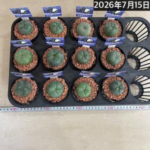 ロフォフォラ(ロホホラ) 烏羽玉 2.5号 サ...の詳細画像5
