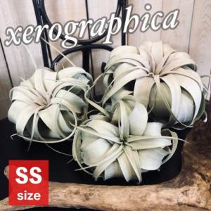 キセログラフィカ(植物・生もの) SS(ミニ) エアプランツ チランジア 観葉植物 インテリア 室内で育てる 大型種｜LEAFS ヤフー店