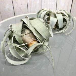 キセログラフィカ(植物・生もの) SS(ミニ)...の詳細画像2