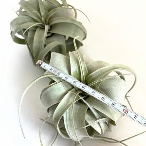 キセログラフィカ(植物・生もの) SS(ミニ)...の詳細画像3