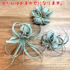 キセログラフィカ(植物・生もの) SS(ミニ)...の詳細画像5