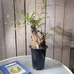 塊根植物　オペルクリカリア パキプス 4.5号ロング黒鉢(現品)　コーデックス 現品 現物 一点もの 希少 カッコイイ