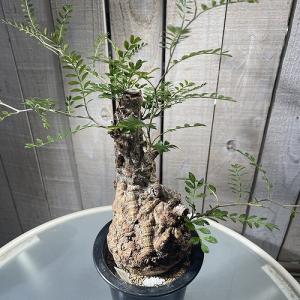 塊根植物 オペルクリカリア パキプス 4.5号...の詳細画像1