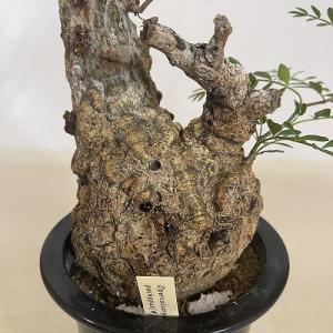 塊根植物 オペルクリカリア パキプス 4.5号...の詳細画像3