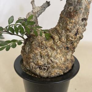 塊根植物 オペルクリカリア パキプス 4.5号...の詳細画像4