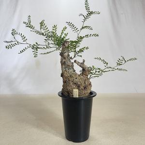 塊根植物 オペルクリカリア パキプス 4.5号...の詳細画像5