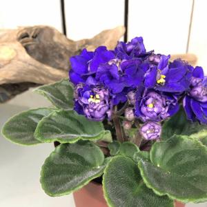 室内 鉢花の商品一覧 通販 Yahoo ショッピング