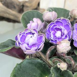 インテリア 室内で育てる花 かわいい マニア 素材 セントポーリア キヨネ ３ ５号 Leafs ヤフー店 通販 Yahoo ショッピング