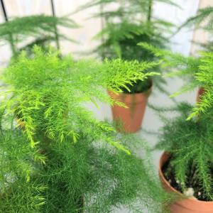 テラリウム シダ植物の商品一覧 通販 Yahoo ショッピング