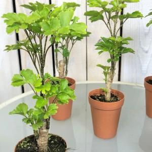 ポリシャス 観葉植物の商品一覧 通販 Yahoo ショッピング