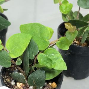 フィカスプミラミニマの商品一覧 通販 Yahoo ショッピング