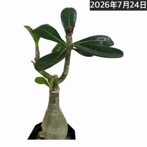 塊根植物 亀甲竜 4号 個体G コーデックス 亀甲竜 カッコイイ 亀 甲羅
