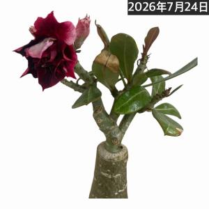 塊根植物 コーデックス 亀甲竜(ディスコレア) エレファンティペス