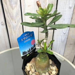 多肉植物 コーデックス 根塊植物 乾燥に強い 暑さに強い アデニウム ４号 ジッポー個体ａｂ Leafs ヤフー店 通販 Yahoo ショッピング