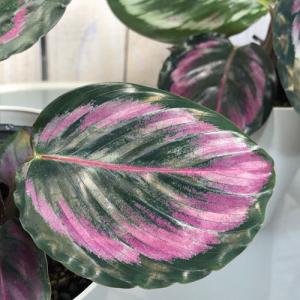 カラテア メダリオン 観葉植物 の商品一覧 花 ガーデニング 通販 Yahoo ショッピング