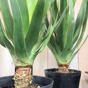 赤ドラセナの商品一覧 通販 Yahoo ショッピング