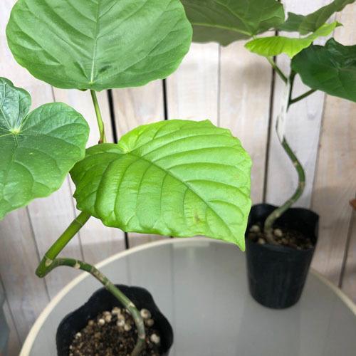 フィカス ウンベラータ 曲がり 4号ロングポット(個体おまかせ1鉢)　観葉植物 インテリア 可愛い ...