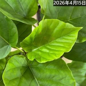 フィカス ウンベラータ 曲がり 4号ロングポッ...の詳細画像5