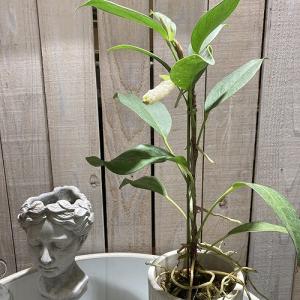 人気商品】アデニウム モンスター 3.5号角鉢(個体おまかせ1鉢)【落葉中