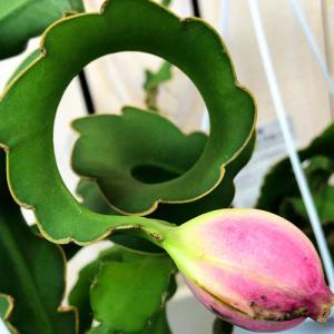 観葉植物 吊るす ミニドラゴンフルーツ(エピフィルム フィランサス) 4号吊り鉢　育てやすい 初心者 乾燥 強い 実をつける 多肉植物 夏 インテリア 室内