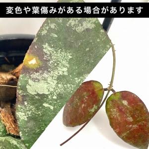 ホヤ(サクララン) カウダータ 3号(個体おま...の詳細画像4