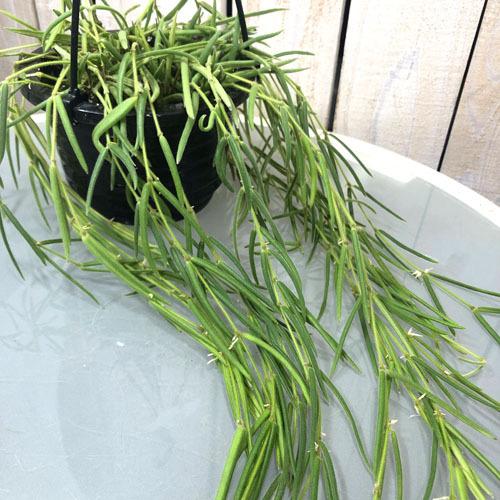 観葉植物 吊り下げ　ホヤ(サクララン) リネアリス 3.5号吊り鉢(※受け皿なし)【お一人様1鉢まで...