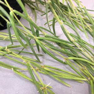観葉植物 吊り下げ ホヤ(サクララン) リネア...の詳細画像3