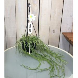 観葉植物 吊り下げ ホヤ(サクララン) リネア...の詳細画像4