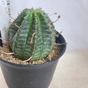 多肉植物：ユーフォルビア バリダ＆子吹きシンメトリカ セット