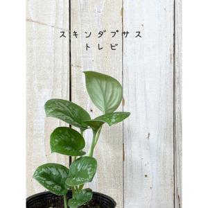 株小さめ】観葉植物 フィロデンドロン ビレッティアエ(ビレッタエ) 3.5