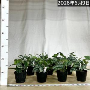 おすすめ スキンダプサス ピクタス トレビー ...の詳細画像5