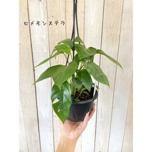 ヒメモンステラ 観葉植物 の商品一覧 花 ガーデニング 通販 Yahoo ショッピング