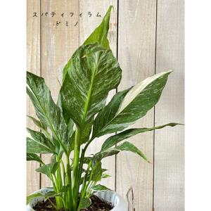 スパティフィラム 斑入りの商品一覧 通販 Yahoo ショッピング