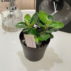 パンダガジュマル 10号 希少種 観葉植物 鉢植え 販売 苗 苗木 送料無料