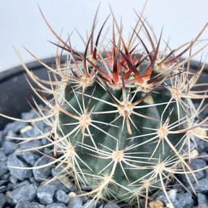 サボテン 種類 ウチワサボテンの商品一覧 通販 Yahoo ショッピング